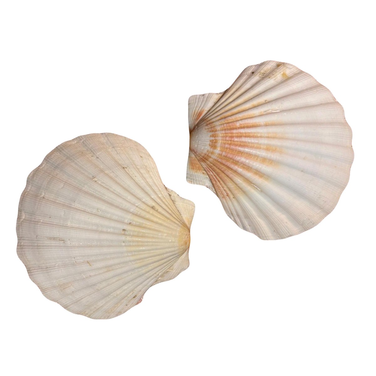 As Cuncha - Coquilles saint Jacques