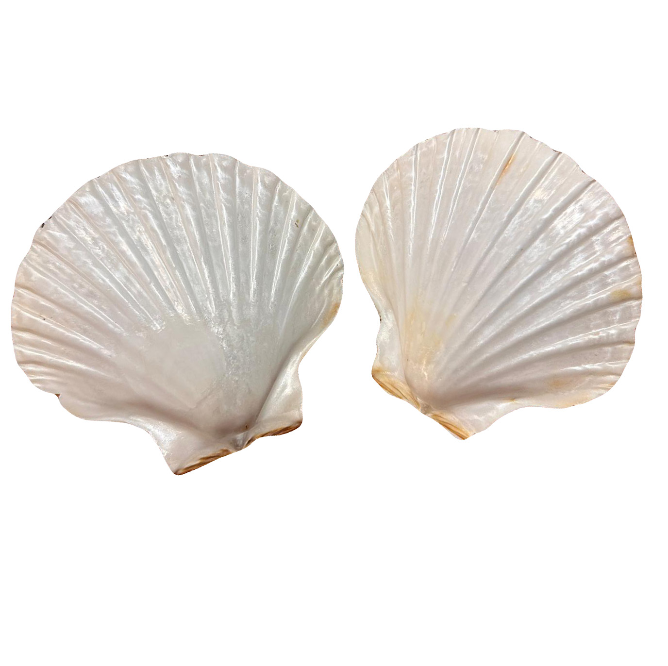 Cuncha Instruments: As Cuncha - Coquilles saint Jacques