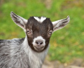 goat-785289_1920